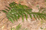 Log fern 